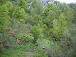 2008-05-18 PENDONES-TARANES 036.JPG