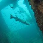 Barracuda in the US Liberty wreck (Tulamben, Bali)