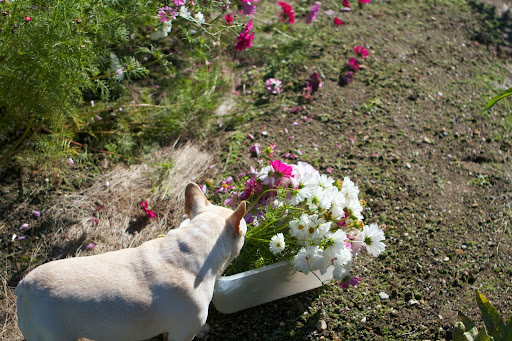 Cosmos bipinnatus is considered a half-hardy annual, meaning that plants may reappear in the same location via self-sowing for several years. Cosmos bipinnatus is considered a half-hardy annual, meaning that plants may reappear in the same location via self-sowing for several years.