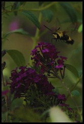 hummingbird moth