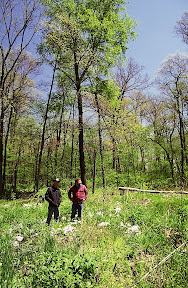 The Planters - The Wilkins family Tree Farm west of Indianapolis is both a working farm and a working forest. Most of Indiana's forests are owned by families or individuals. Retaining working forests is a major challenge for the Indiana Department of Natural Resources because so many tracts are now owned by people who have no connection to the land. Many of them don't even live in Indiana and do not understand the value of their landholdings.