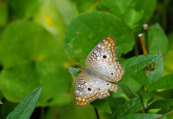 Anartia jatrophae LINNAEUS, 1763. Jardim botanico. Rio de Janeiro, 31 janvier 2012. Photo : J.-M. Gayman