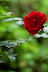 Natura :: DSC_0155.JPG
