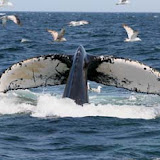 Humpback whale