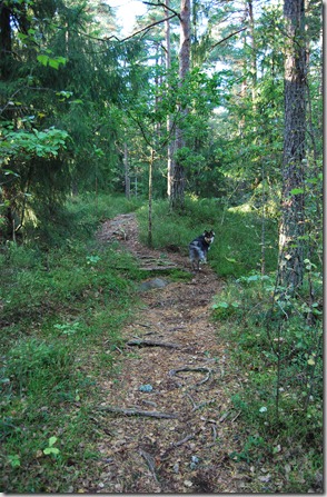 Tur i skogen sept 11 017