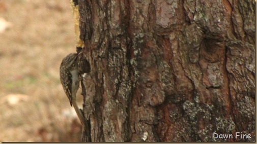 Feeder birds_017