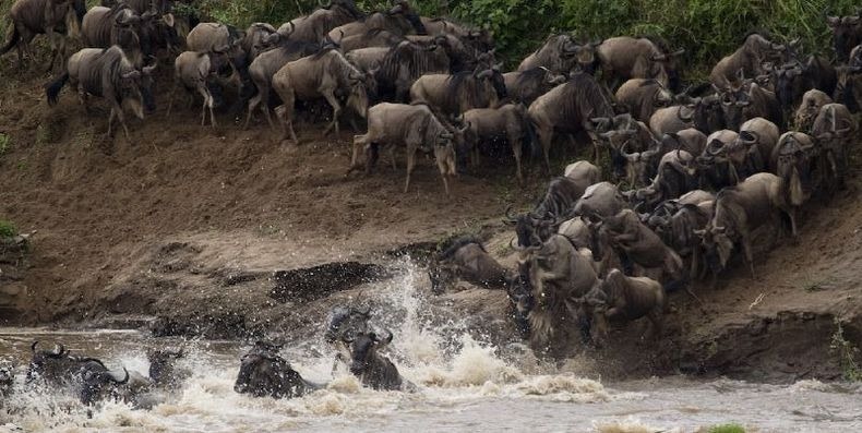 mara-river-crossing-14 mara-river-crossing-14
