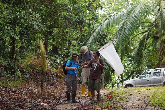Felicity Oram (Primatologue, Seattle) et Hamisah Elahan "Mislin" (Head of Hutan's Orang-Utan Research Unit). Entre la plantation de palmiers à huile et la forêt (lot n°2). Sukau, 12 août 2011. Photo : J.-M. Gayman