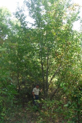 Bob Butler found this Chinquapin tree on his property in NW Arkansas when it was only an inch in diameter. He now reports that it is eight years old. (Photo credit: Steven Bost)