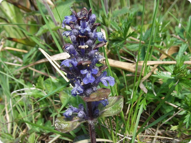 not a bluebell (?bugle)