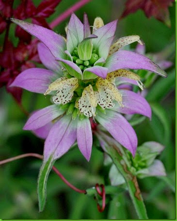 Monarda punctata