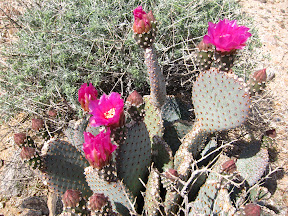 Blooming Beavetail cactus near Mortero Wash