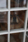 We're not covered with your thick fur, G.K.  Open the door!!!