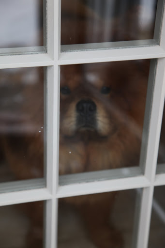 We're not covered with your thick fur, G.K.  Open the door!!!