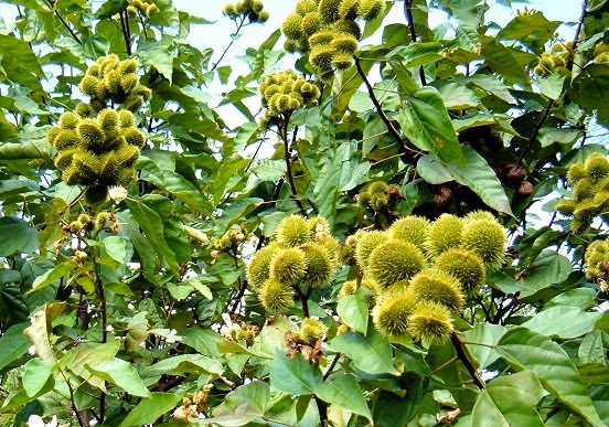 [Urucum%2520Branco%255B3%255D.jpg]