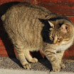 Cocca.jpg