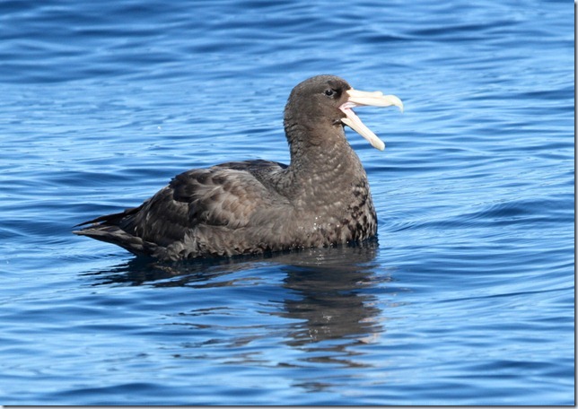 southern_giant_petrel1