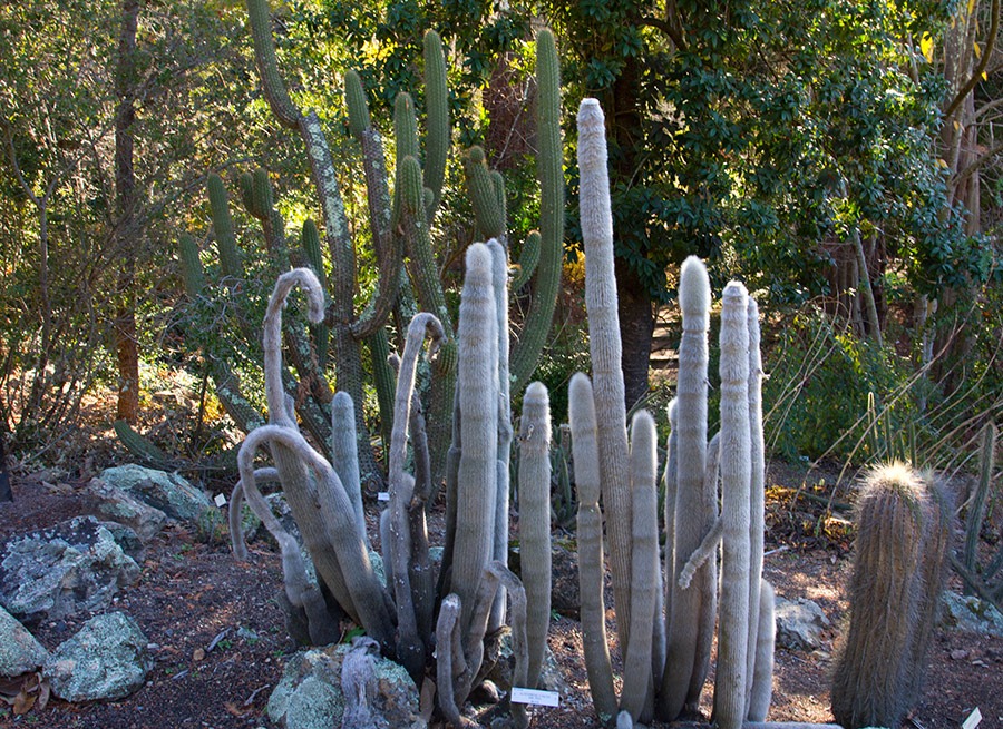 [111228_UCBG_cleistocactus-straussii-fricii_02%255B3%255D.jpg]