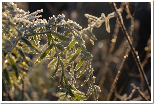 Frosty Morning (3)