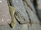 20130224_Bryum_argentium_002.jpg