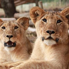 lion11.jpg