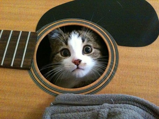 [funny-animals-cute-14%255B2%255D.jpg]