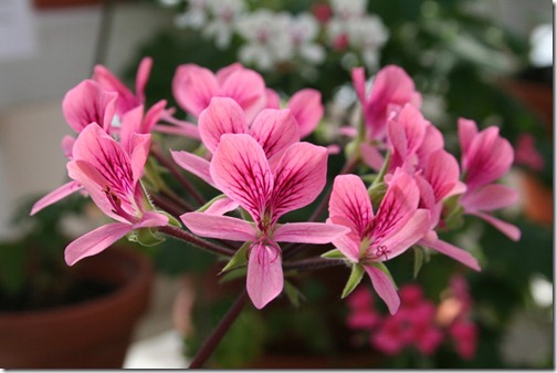 pelargon Pelargon