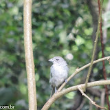 Sanhaço azulado - Guaratuba, São Paulo - Brasil