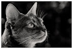 Abessinierkater Paul