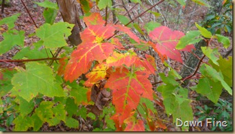 Lantern Hill Hike_044