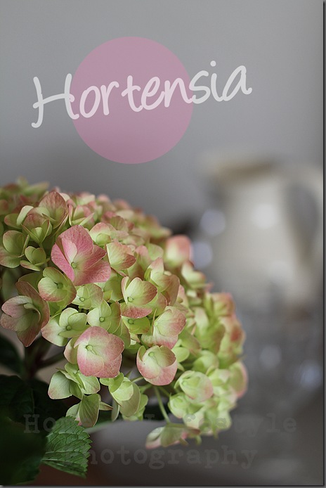 Home & Lifestyle Home & Lifestyle