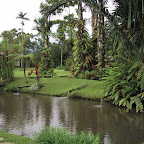 Gardenia garden