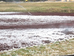 3.2012 frost night on the bog2