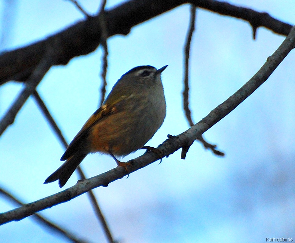 [9.%2520golden-crowned%2520kinglet-kab%255B4%255D.jpg]