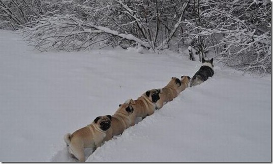 funny-animals-haha-12