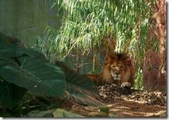Lions, Taronga Zoo