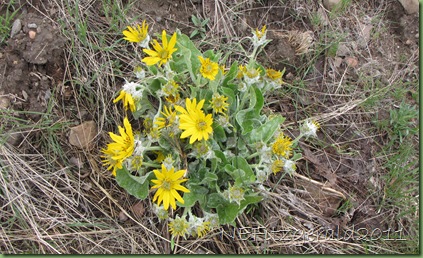 ArrowLeaf Balsamroot ArrowLeaf Balsamroot