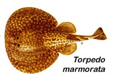 Torpedo electric ray