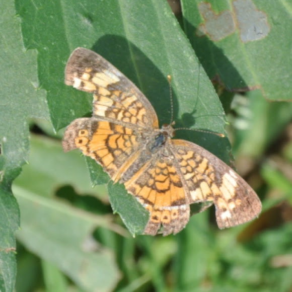 Spotting Image 1