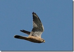 Bradgate Park D300s X14  06-10-2012 12-43-29