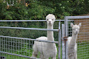 alpacaas rodionop was erbij! 2012-07-21