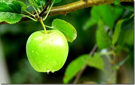 stock-footage-green-apple-close-up