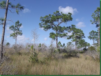 Casita & AM Florida Trail hike 023