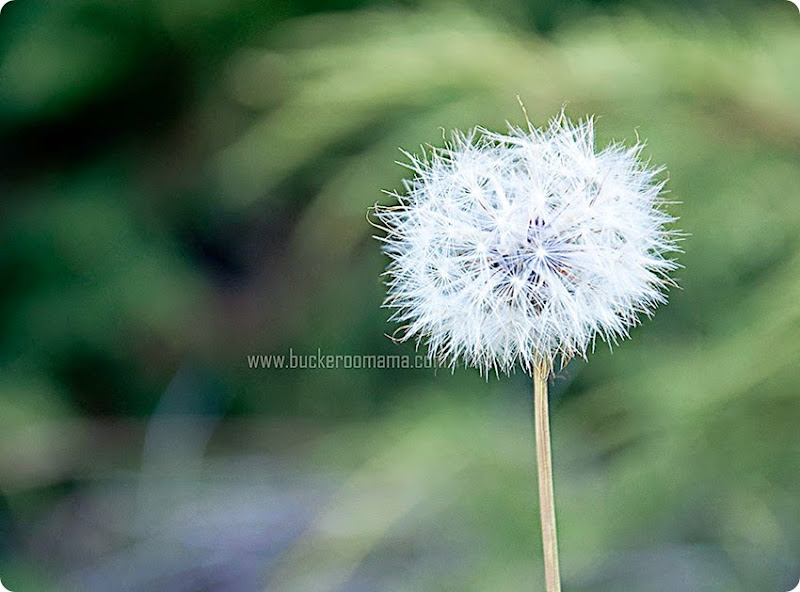 Dandelion-(1) Dandelion-(1)