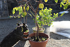 That's not enough of a hint!  Hmm, the label in the pot says 'Carambola.'  That name doesn't sound familiar.