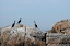 Shags (Phalacrocorax aristotelis)