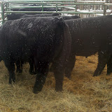 2011-01-09_15-06-59_85.jpg