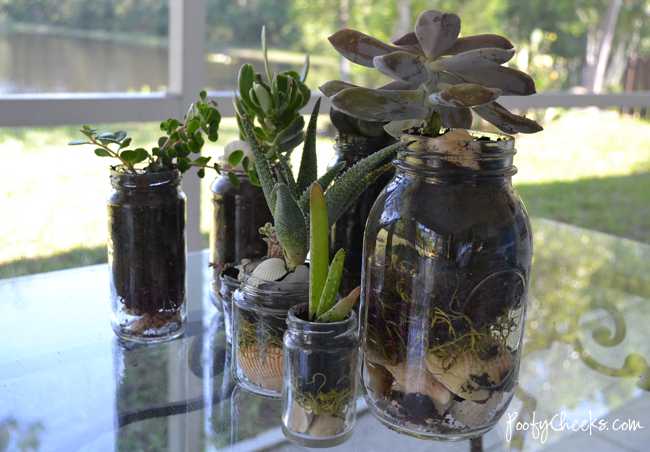 Seashell Succulent Jars