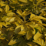Choisya ternata 'Sundance'