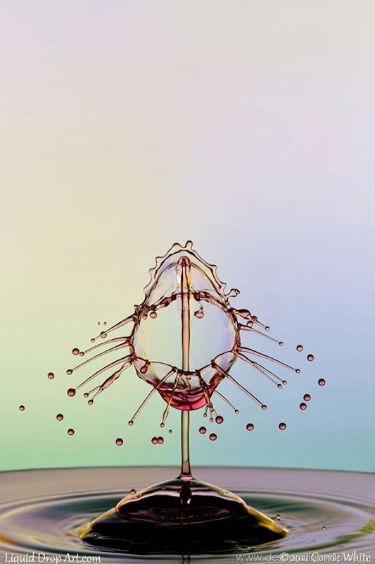 liquid-drop-art-gotas-caindo-foto-velocidade-hora-certa-desbaratinando (266) liquid-drop-art-gotas-caindo-foto-velocidade-hora-certa-desbaratinando (266)